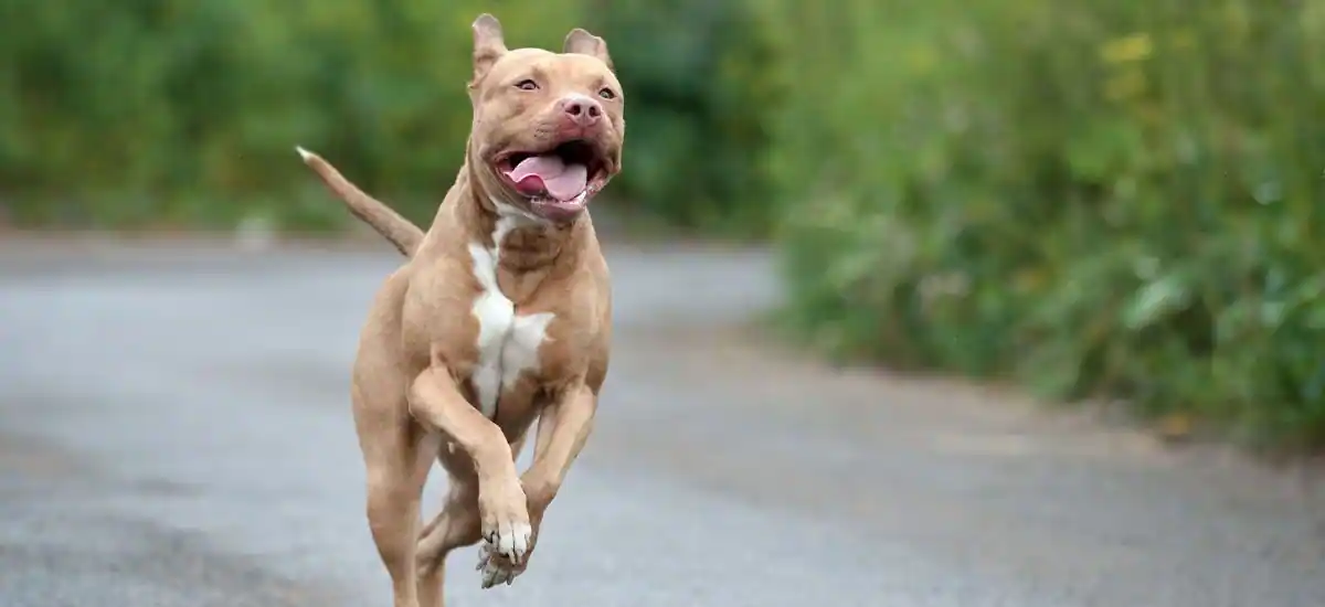 Pit Bull Terriers