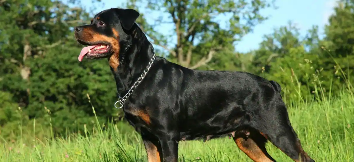 Rottweilers