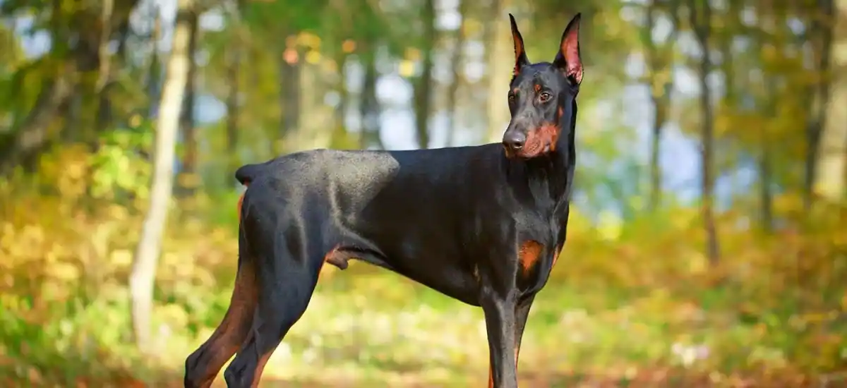 Doberman Pinschers