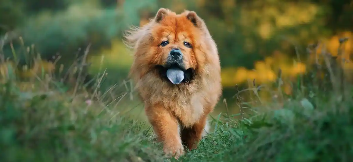 Chow Chows