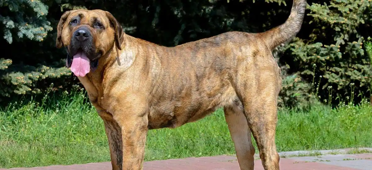 Presa Canario