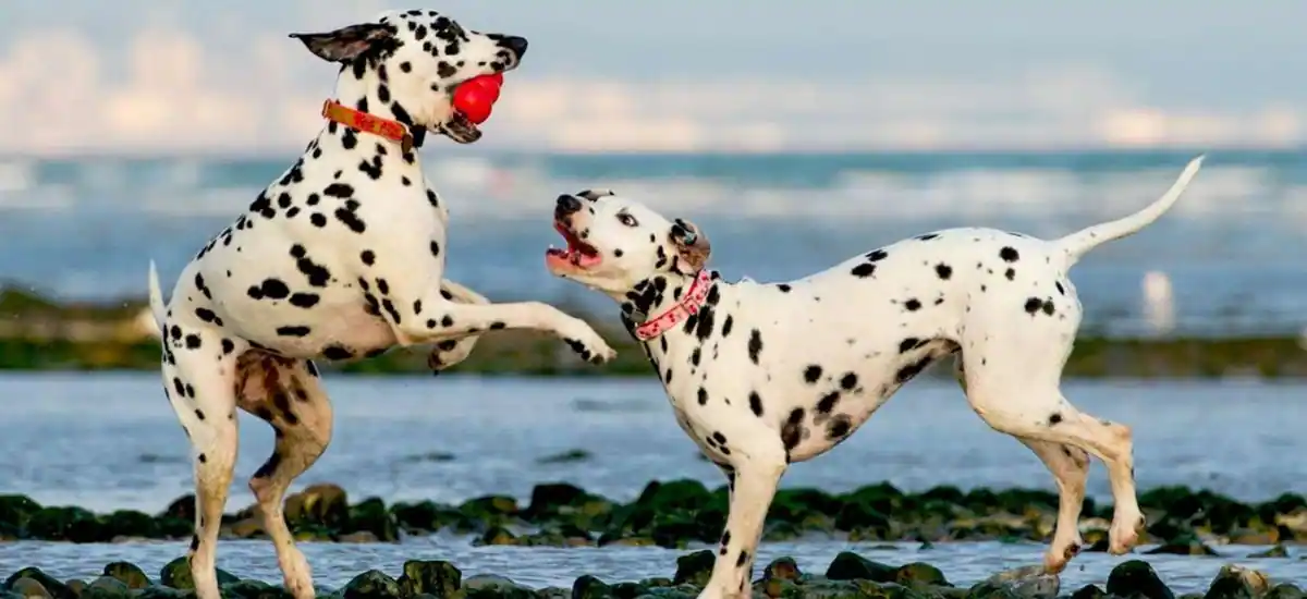 Dalmatians