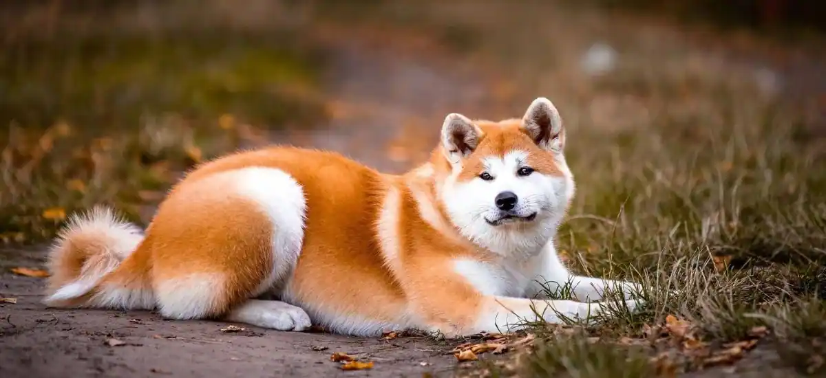 Akita