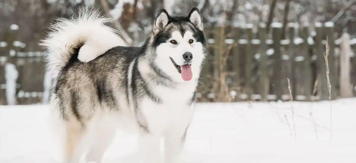 Alaskan Malamute