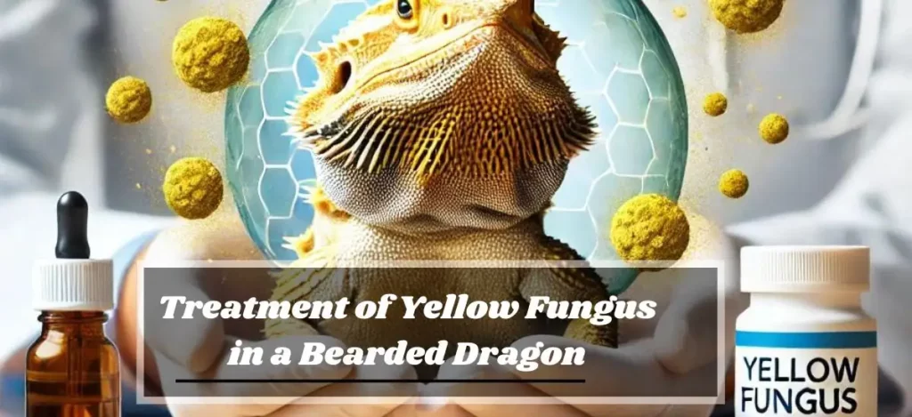 Treatment of Yellow Fungus in a Bearded Dragon