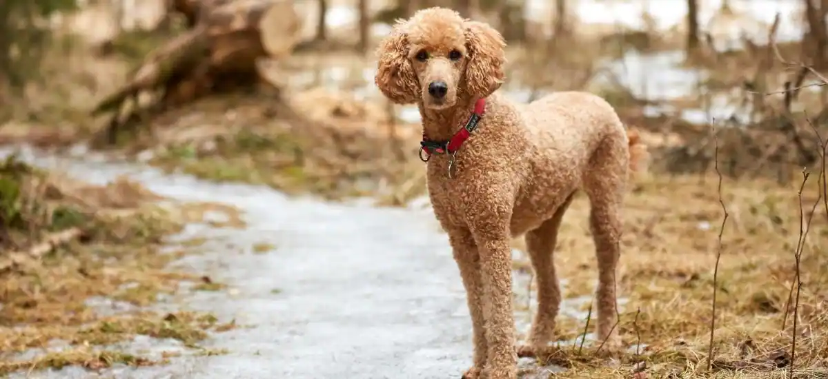 Poodle (Standard and Miniature)