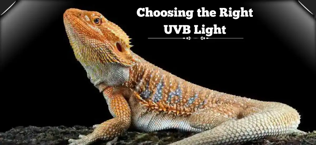 Choosing the Right UVB Light