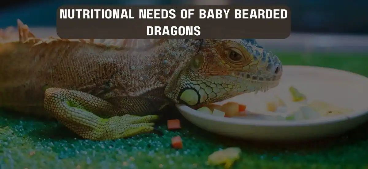 Nutritional Needs of Baby Bearded Dragons