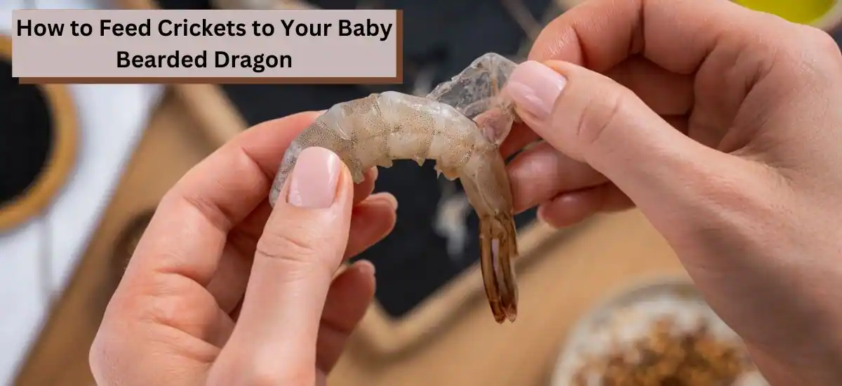 How to Feed Crickets to Your Baby Bearded Dragon