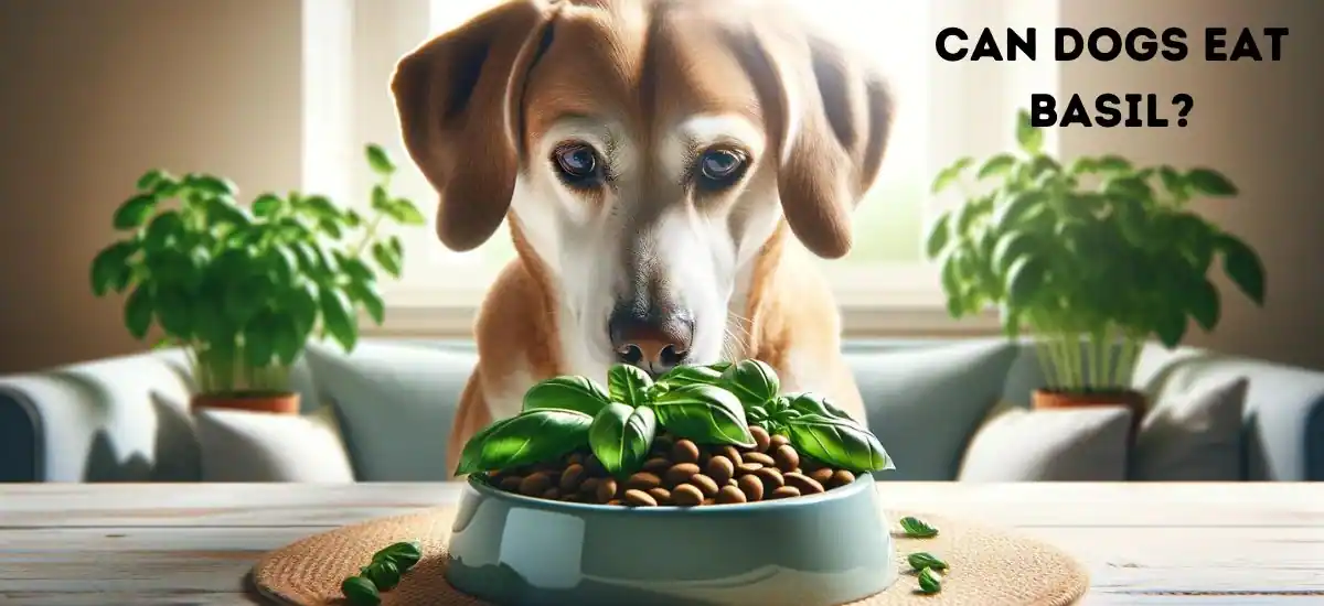 Can Dogs Eat Basil? Health Benefits and Risks Explained