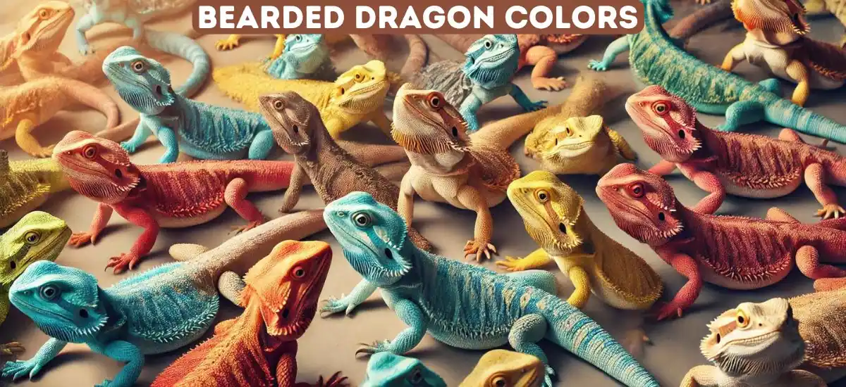 Bearded Dragon Colors