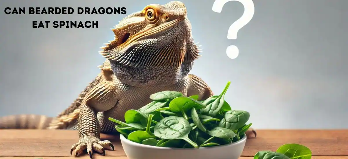 Can Bearded Dragons Eat Spinach? Everything You Need to Know