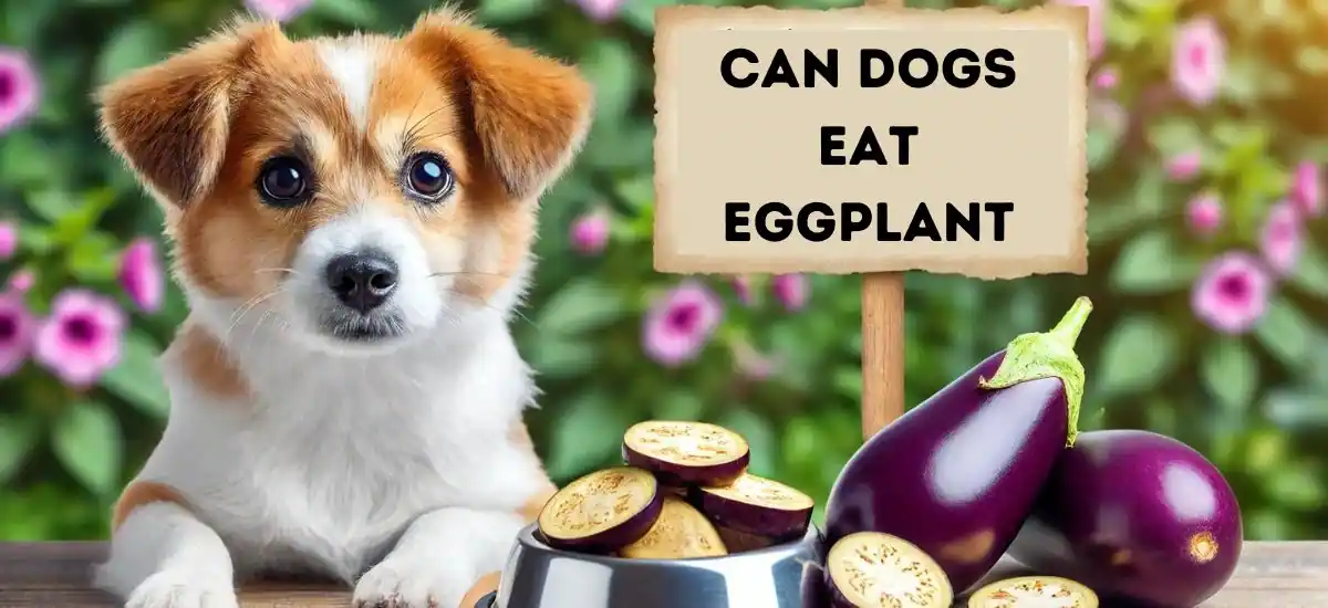 Can Your Dog Enjoy Eggplant? Benefits and Risks Explained