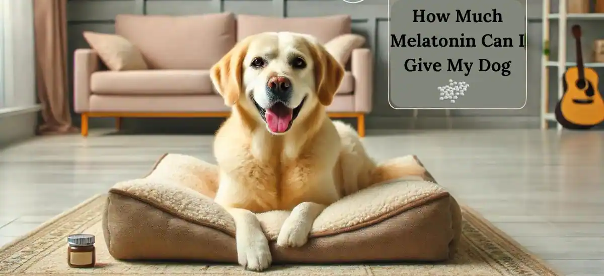 How Much Melatonin Can I Give My Dog? Safe Dosage Guide