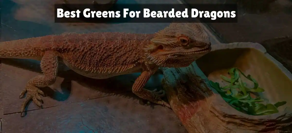Best Greens For Bearded Dragons