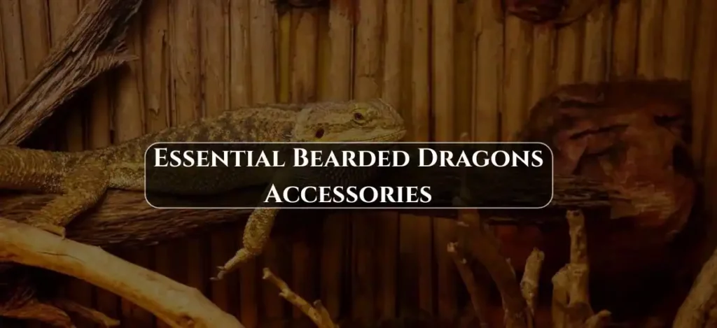 Essential Bearded Dragons Accessories