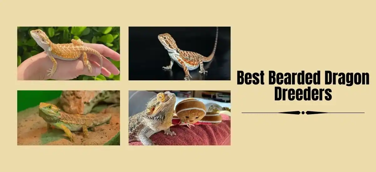 best bearded dragon breeders