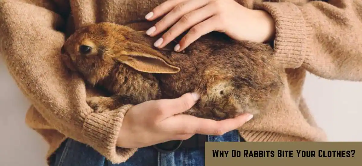 Why Do Rabbits Bite Your Clothes