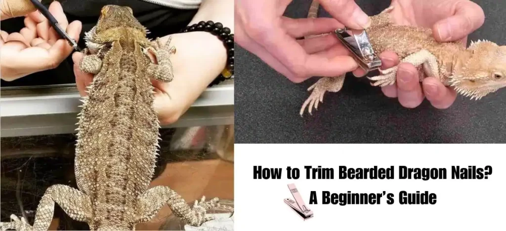 How to Trim Bearded Dragon Nails