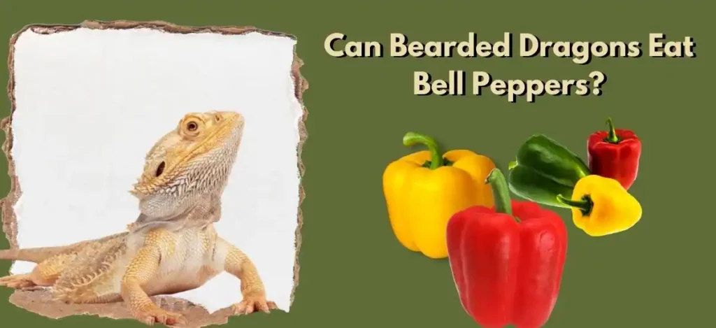 can bearded dragons eat bell peppers?