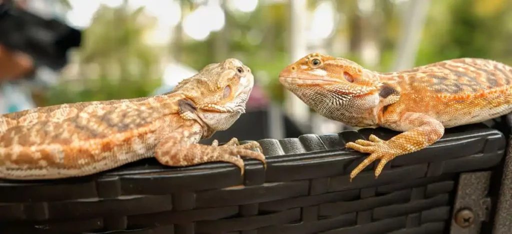 Bearded Dragon Third Eye