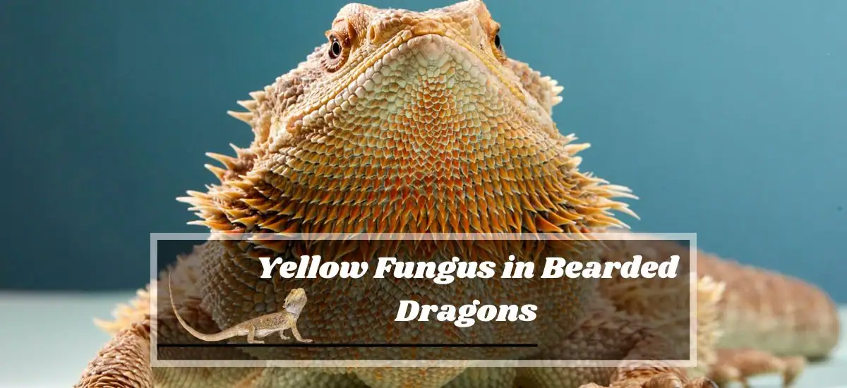 Yellow Fungus in Bearded Dragons