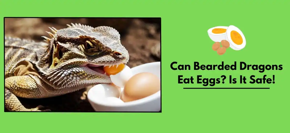 Can Bearded Dragons Eat Eggs