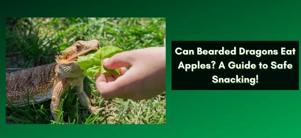 Can Bearded Dragons Eat Swiss Chard