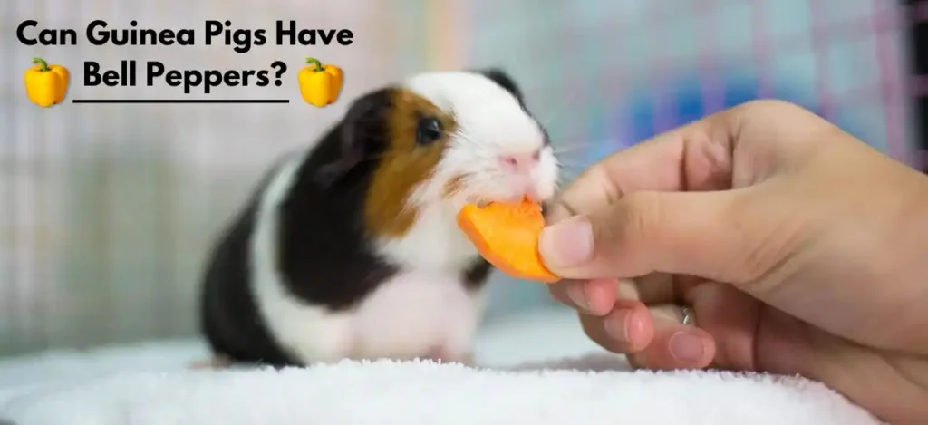 Can Guinea Pigs Have Bell Peppers