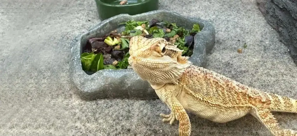 Best Greens For Bearded Dragons